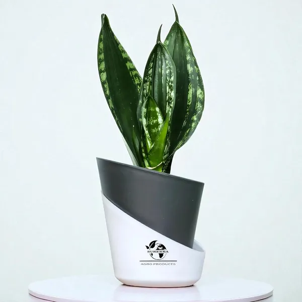 Snake_Plant_(Sansevieria_Whitney)_With_Self_Watering_Pot