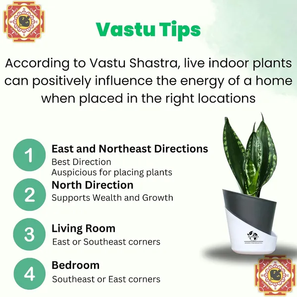 Snake_Plant_(Sansevieria_Whitney)_With_Self_Watering_Pot