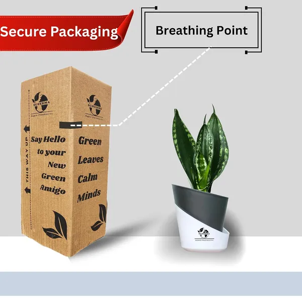 Snake_Plant_(Sansevieria_Whitney)_With_Self_Watering_Pot