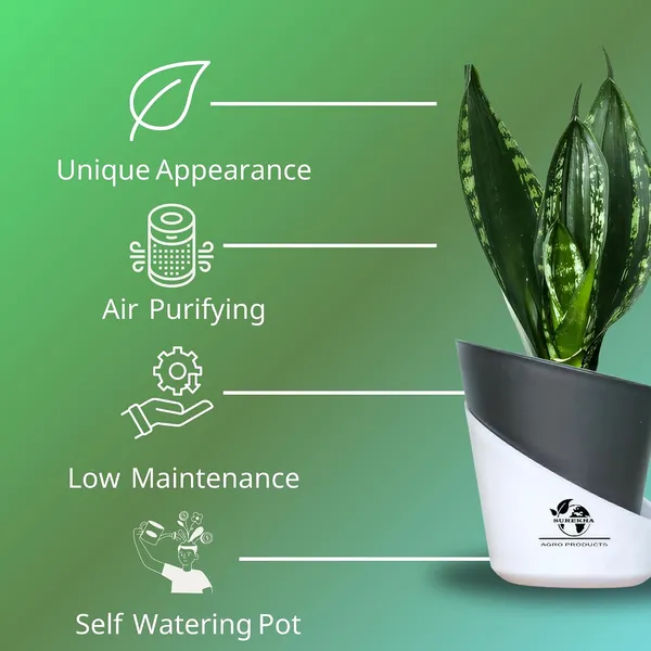 Snake_Plant_(Sansevieria_Whitney)_With_Self_Watering_Pot