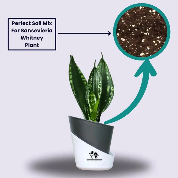 Snake_Plant_(Sansevieria_Whitney)_With_Self_Watering_Pot