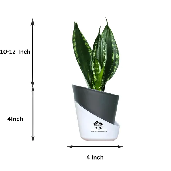 Snake_Plant_(Sansevieria_Whitney)_With_Self_Watering_Pot