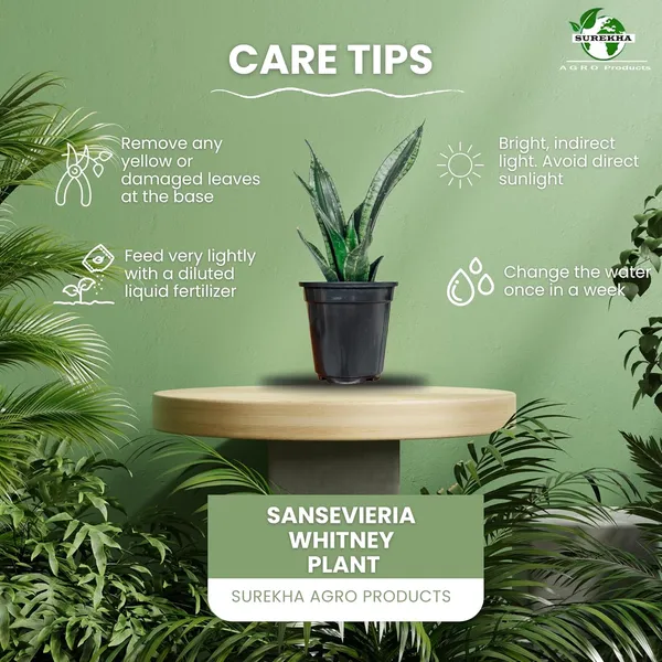 Snake_Plant_With_Self_Watering_Pot