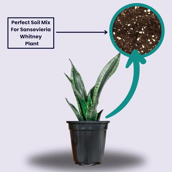 Snake_Plant_With_Self_Watering_Pot