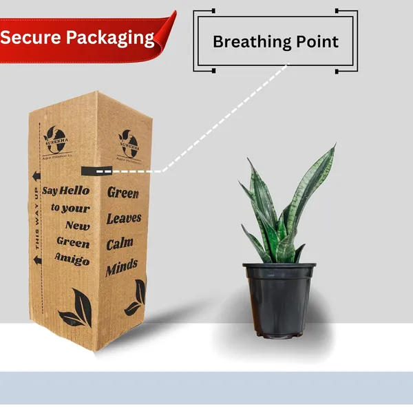 Snake_Plant_With_Self_Watering_Pot