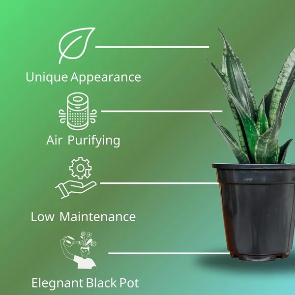 Snake_Plant_With_Self_Watering_Pot