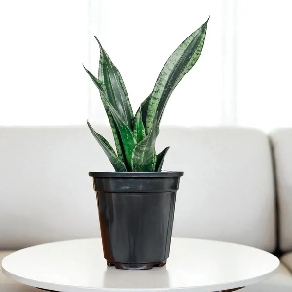 Snake_Plant_With_Self_Watering_Pot