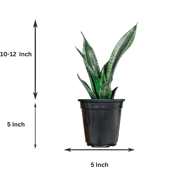 Snake_Plant_With_Self_Watering_Pot