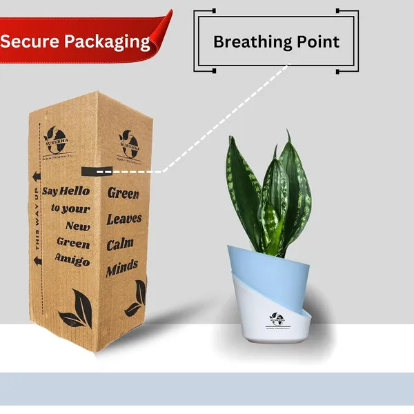 Snake_Plant_Snake_Plant_(_Sansevieria_Whitney)_In_Pot