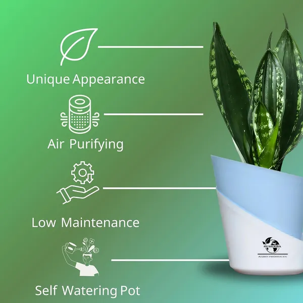 Snake_Plant_Snake_Plant_(_Sansevieria_Whitney)_In_Pot