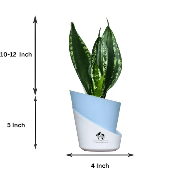 Snake_Plant_Snake_Plant_(_Sansevieria_Whitney)_In_Pot