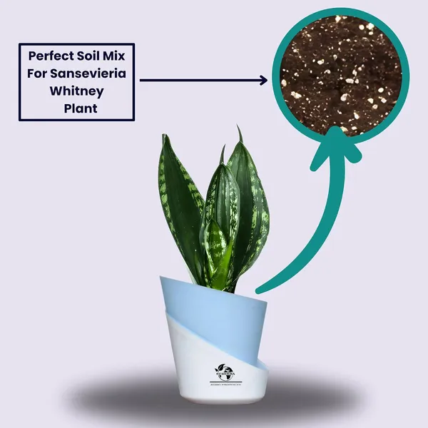 Snake_Plant_Snake_Plant_(_Sansevieria_Whitney)_In_Pot