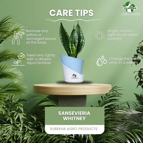 Snake_Plant_Snake_Plant_(_Sansevieria_Whitney)_In_Pot