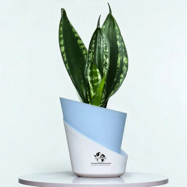 Snake_Plant_Snake_Plant_(_Sansevieria_Whitney)_In_Pot