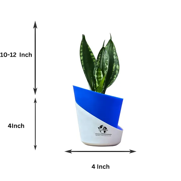 Snake_Plant(_Sansevieria_Whitney)_With_Self_Watering_Pot