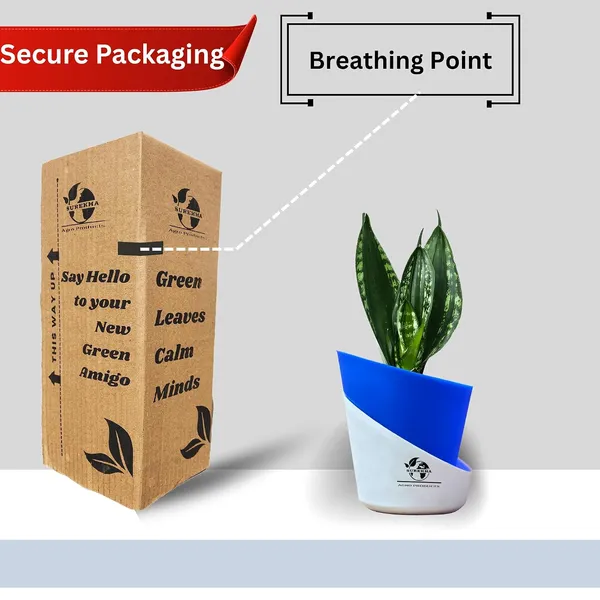 Snake_Plant(_Sansevieria_Whitney)_With_Self_Watering_Pot