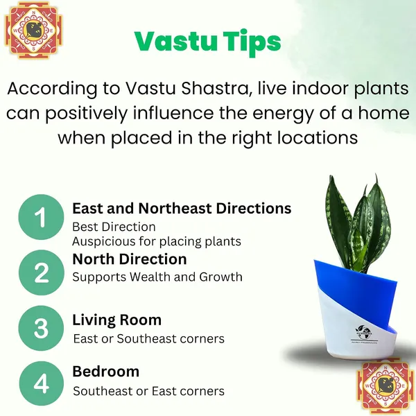 Snake_Plant(_Sansevieria_Whitney)_With_Self_Watering_Pot