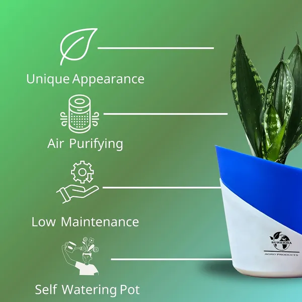 Snake_Plant(_Sansevieria_Whitney)_With_Self_Watering_Pot