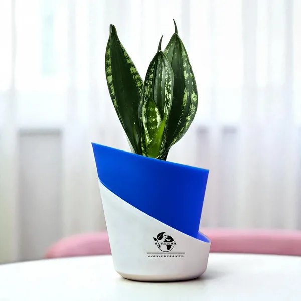 Snake_Plant(_Sansevieria_Whitney)_With_Self_Watering_Pot