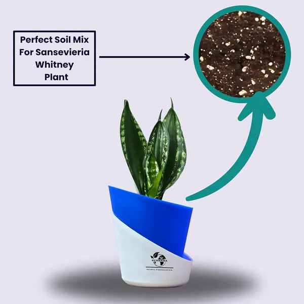 Snake_Plant(_Sansevieria_Whitney)_With_Self_Watering_Pot