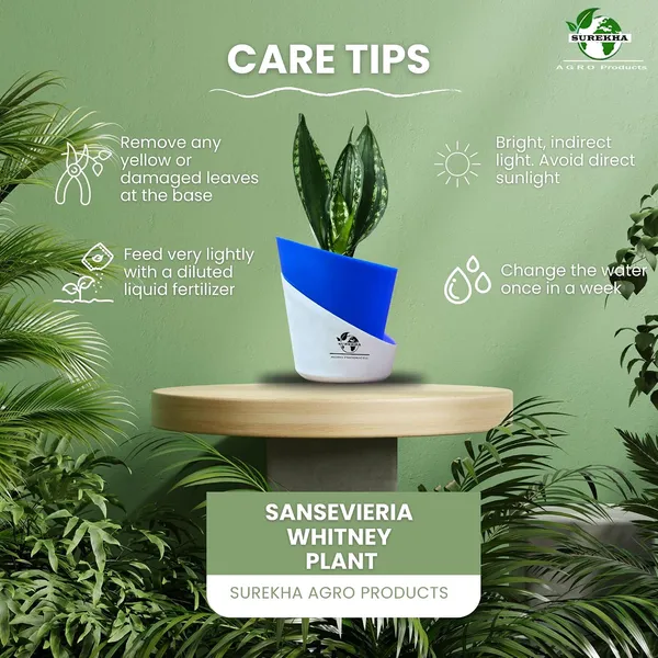 Snake_Plant(_Sansevieria_Whitney)_With_Self_Watering_Pot
