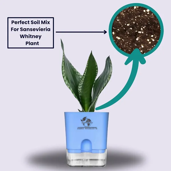 Snake_Plant(Sansevieria_Whitney)_With_Self_Watering_Pot