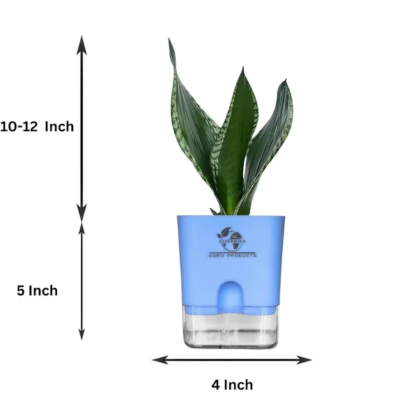 Snake_Plant(Sansevieria_Whitney)_With_Self_Watering_Pot