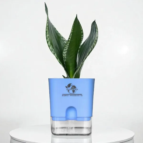 Snake_Plant(Sansevieria_Whitney)_With_Self_Watering_Pot