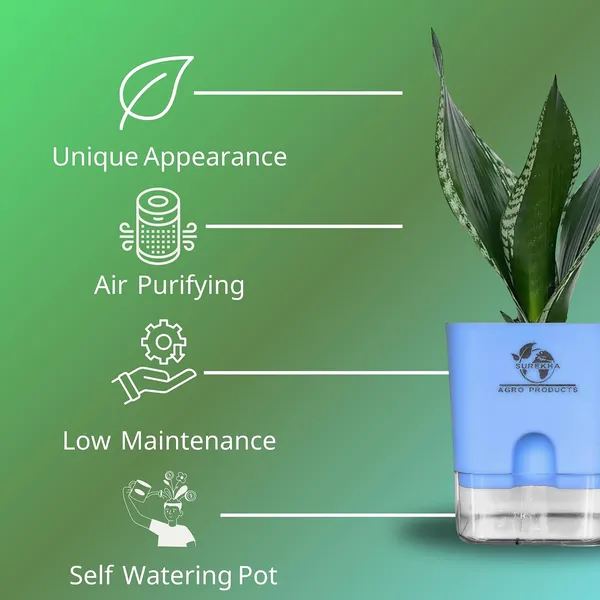 Snake_Plant(Sansevieria_Whitney)_With_Self_Watering_Pot