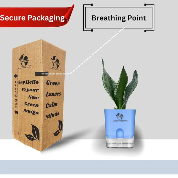 Snake_Plant(Sansevieria_Whitney)_With_Self_Watering_Pot