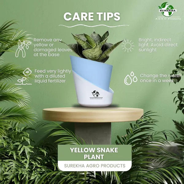 Sansevieria_Plant_With_Pot