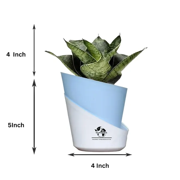 Sansevieria_Plant_With_Pot