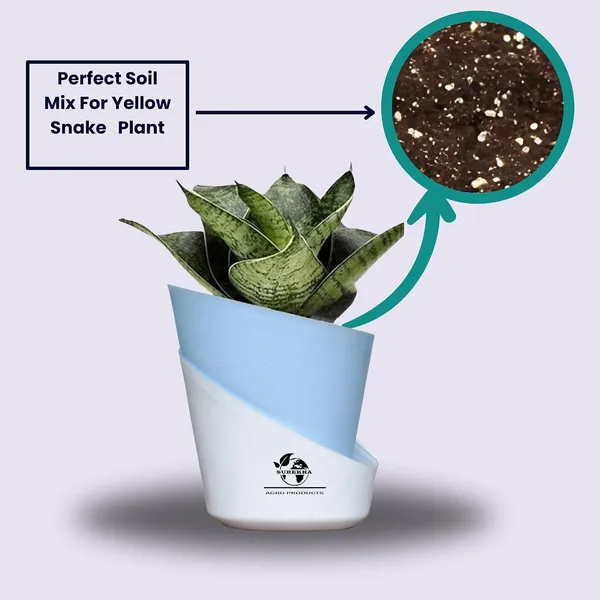 Sansevieria_Plant_With_Pot