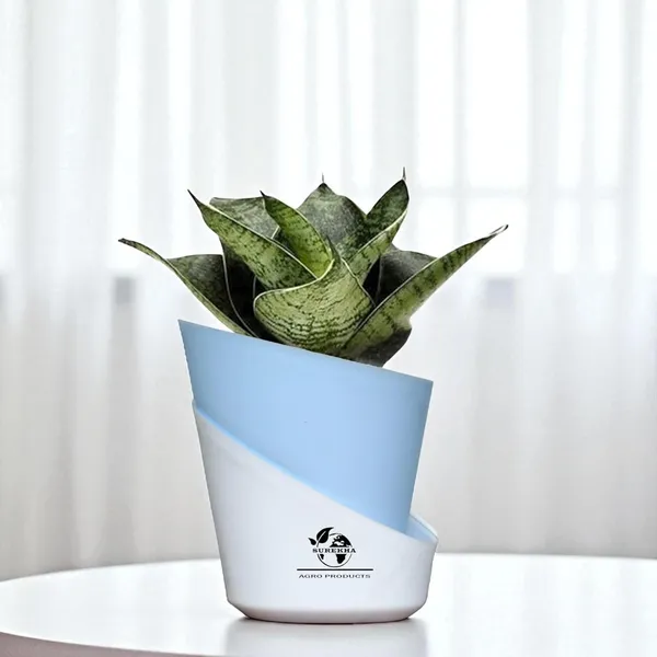 Sansevieria_Plant_With_Pot