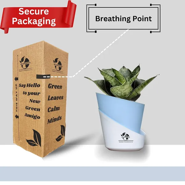 Sansevieria_Plant_With_Pot