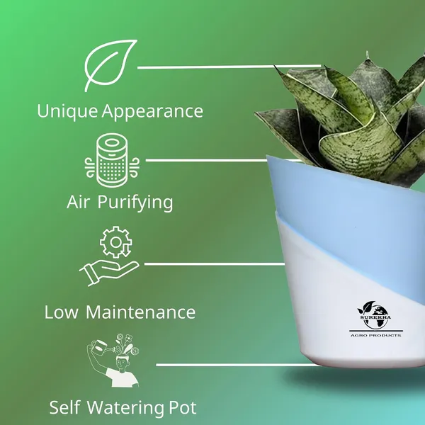 Sansevieria_Plant_With_Pot