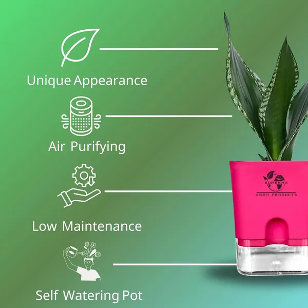 Snake_Plant(Sansevieria_Whitney)_With_Self_Watering_Pot