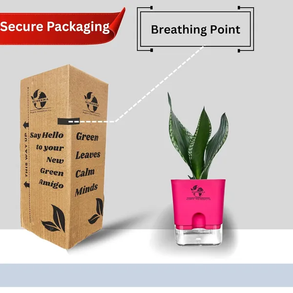 Snake_Plant(Sansevieria_Whitney)_With_Self_Watering_Pot
