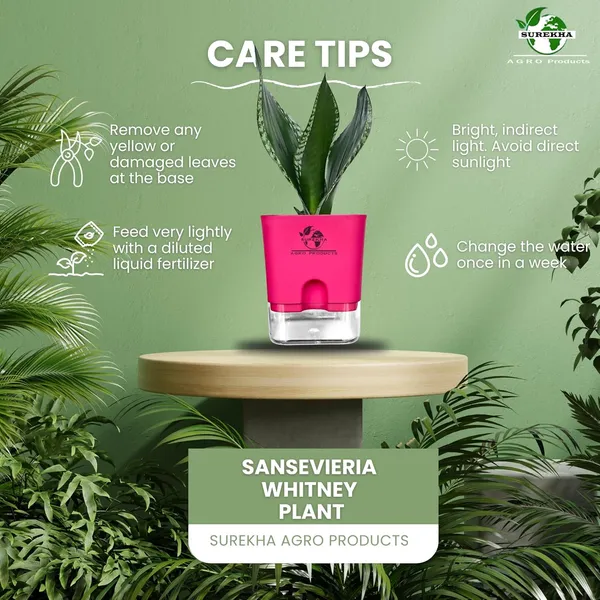 Snake_Plant(Sansevieria_Whitney)_With_Self_Watering_Pot