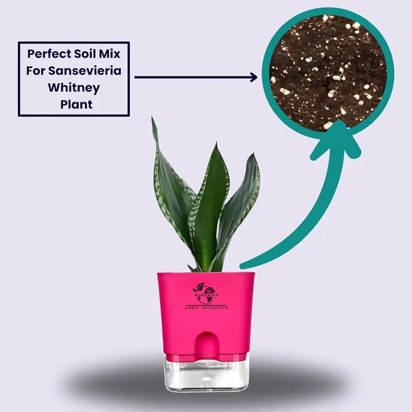 Snake_Plant(Sansevieria_Whitney)_With_Self_Watering_Pot