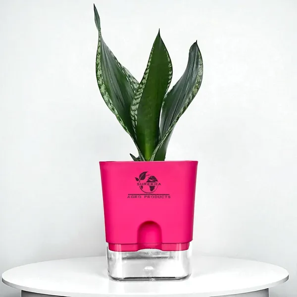 Snake_Plant(Sansevieria_Whitney)_With_Self_Watering_Pot
