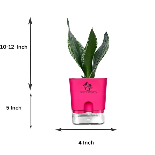 Snake_Plant(Sansevieria_Whitney)_With_Self_Watering_Pot