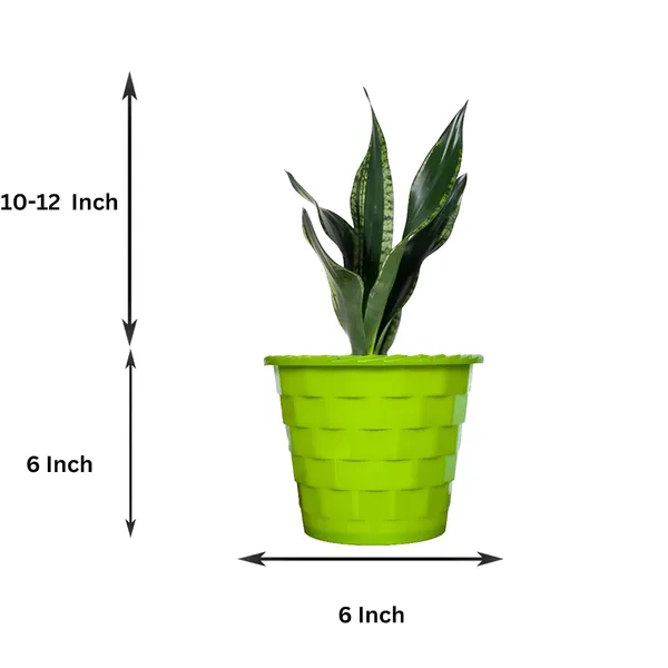 Snake_Plant_(Sansevieria_Whitney)_With_Self_Watering_Pot