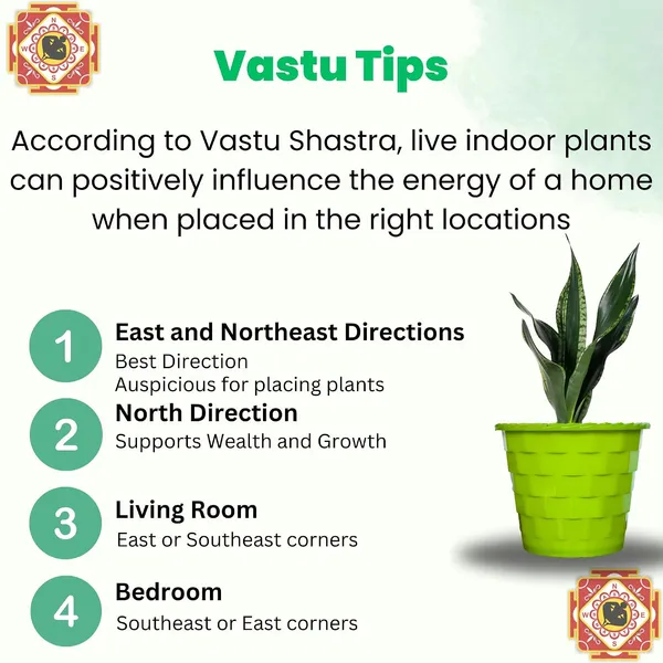 Snake_Plant_(Sansevieria_Whitney)_With_Self_Watering_Pot