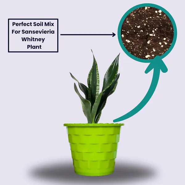Snake_Plant_(Sansevieria_Whitney)_With_Self_Watering_Pot