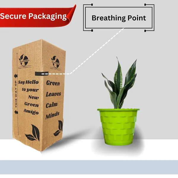 Snake_Plant_(Sansevieria_Whitney)_With_Self_Watering_Pot