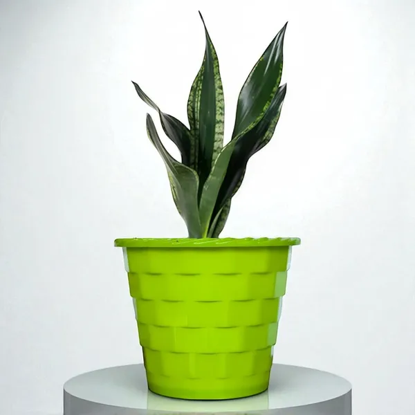 Snake_Plant_(Sansevieria_Whitney)_With_Self_Watering_Pot