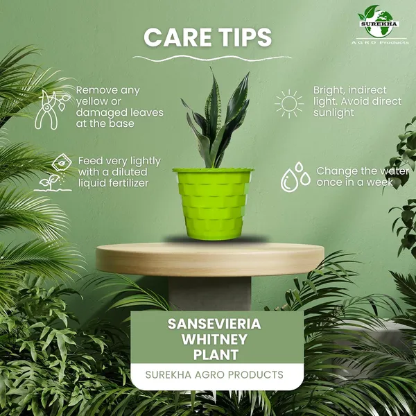 Snake_Plant_(Sansevieria_Whitney)_With_Self_Watering_Pot