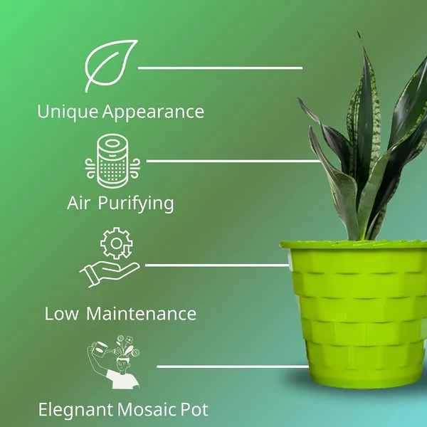 Snake_Plant_(Sansevieria_Whitney)_With_Self_Watering_Pot
