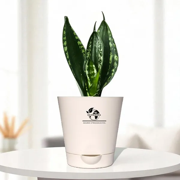 Snake_Plant_(_Sansevieria_Whitney)_With_Self_Watering_Pot